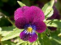 Purple Pansy_21
