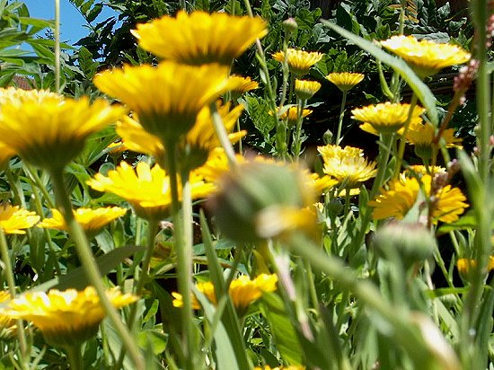 Dandelions, a child's first Flower
