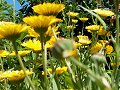 Dandelions, a child's first flower_23