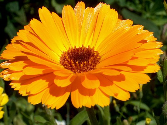 Yellow ???