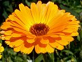 Yellow_24