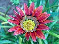 Red and Black Sunflower_25