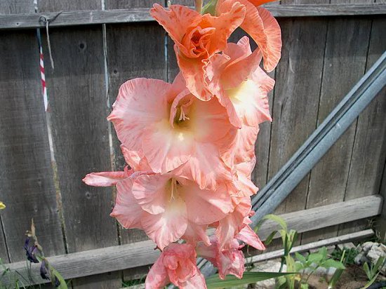 Orange Gladiolus