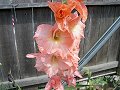 Orange Gladiolus_26