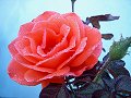 Dewy Red Rose_28