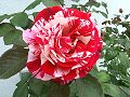 Peppermint Rose_2