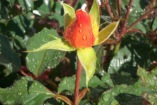 My Rose Garden