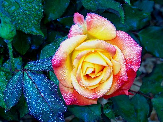 Yellow/Red Rainy Rose