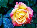 Yellow/Red Rainy Rose_31