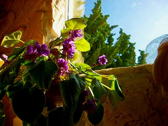 Window Box Flowers