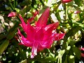 Hot Pink_33