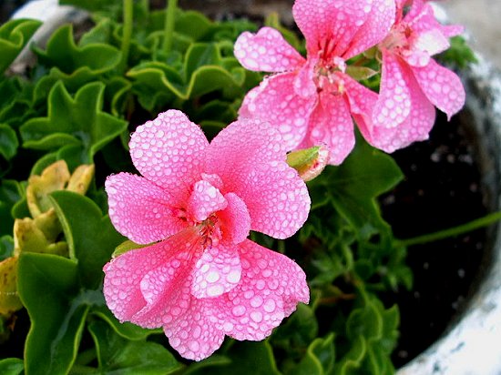 Dew covered delicate pink flowers