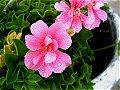 Dew covered delicate pink flowers_34