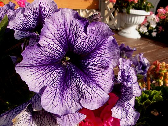 Purple Geranium
