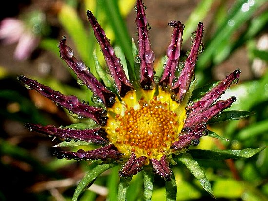 Early Morning Black Sunflower