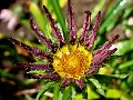 Early Morning Black Sunflower_36