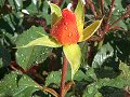 My Rose Garden_3