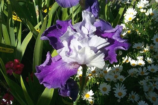 Purple and White Iris