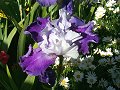 Purple and White Iris_4