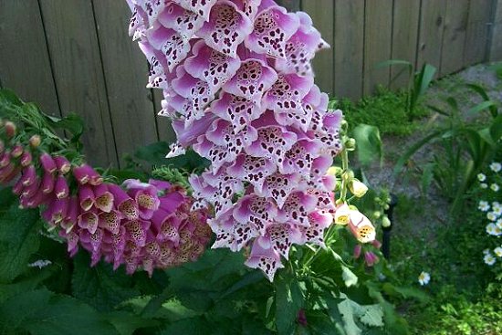 Purple and White Flowers