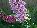 Purple and White Flower_5