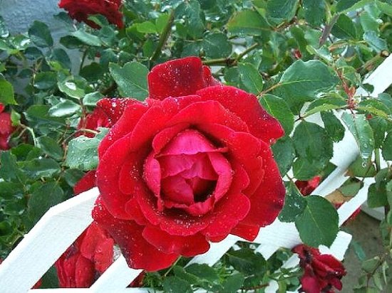 Red Rose covered in early morning Dew