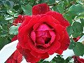 Red Rose covered in dew_7