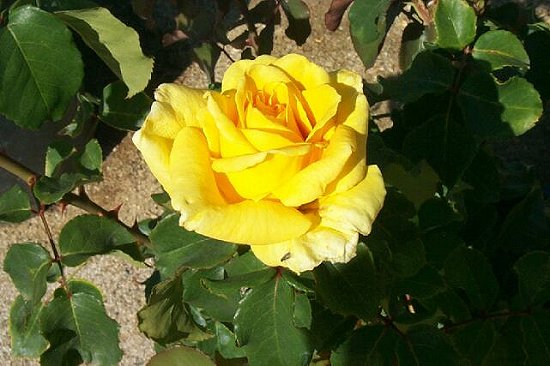 Yellow Rose