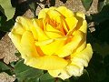 Yellow Rose_8