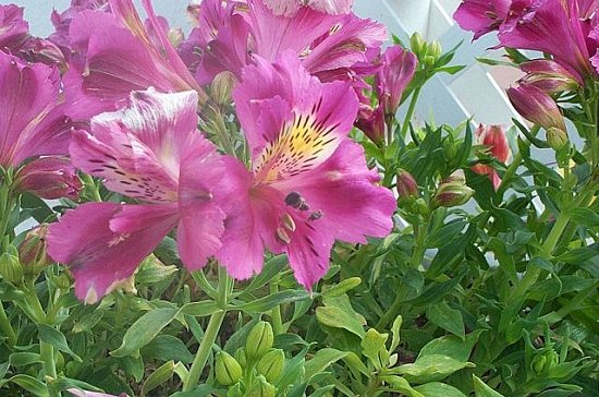 Magenta Flowers