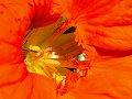 NEW 8-28-02 Extreme Macro Flower