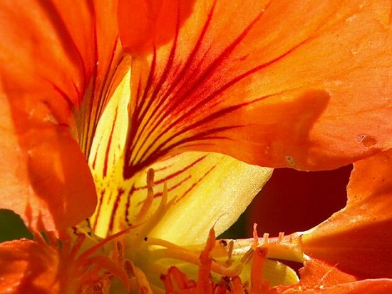 Extreme Macro, Orange Flower