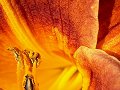 9-10-09 I'm drawn to Orange Flowers..
