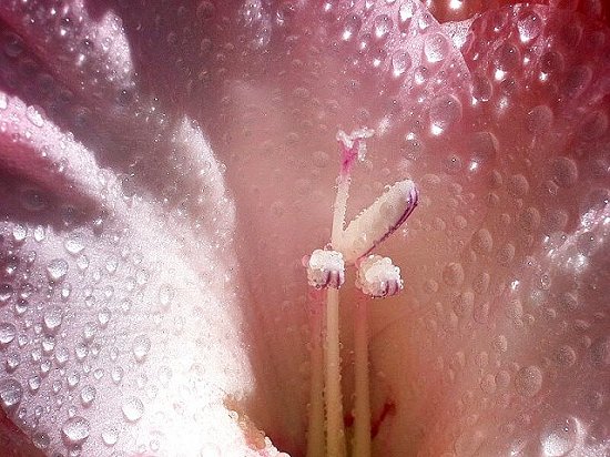 Digital image - center of Exotic Flower covered with rain drops