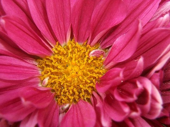 Center of the Flower!