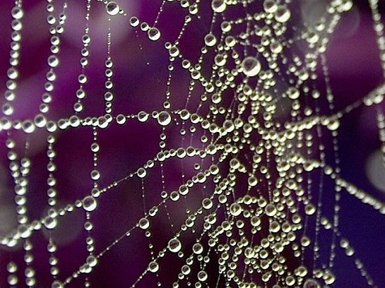 Morning dew..caught on a web..