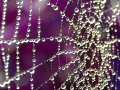 Morning dew..caught on a web..