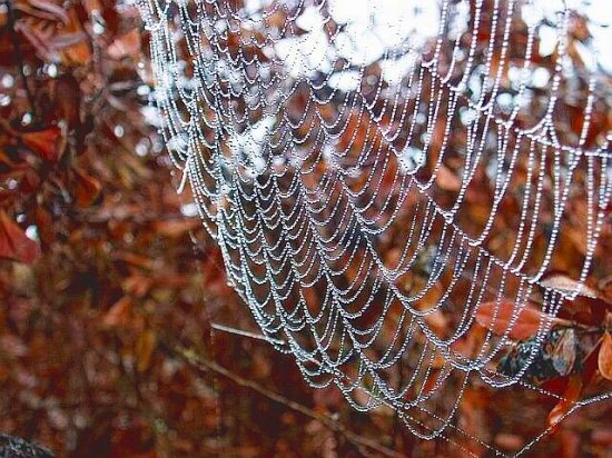 Autumn Spider Web in Morning Dew