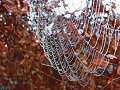 Autumn Spider Web in Morning Dew