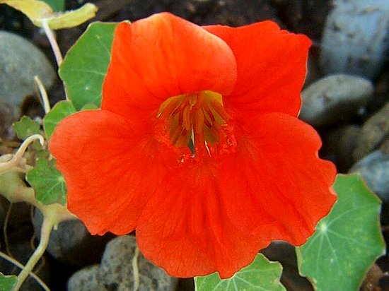 Red Flower 