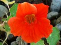 Red Flower