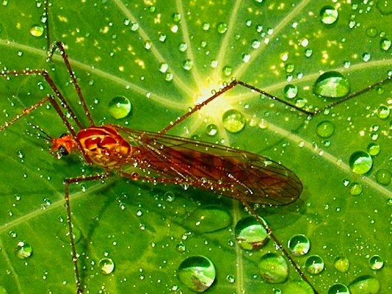 Bug on Leaf