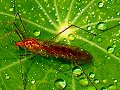 Bug on Leaf