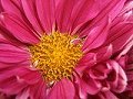 Center of the Flower!