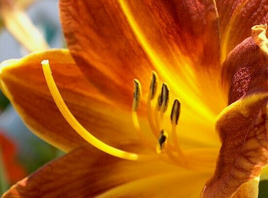 Orange Flower 