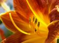 Orange Flower