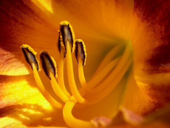 Inside the Flower!