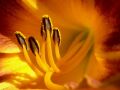 Inside the Flower!