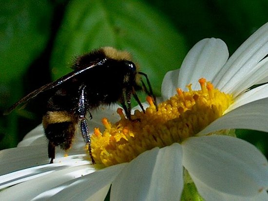 Bumble Bee!