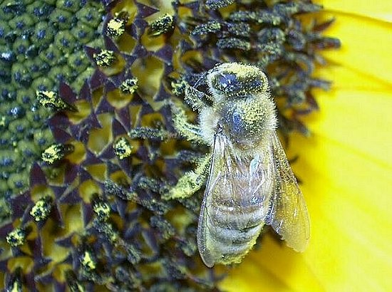 Bee on Sunflower covered in Pollen